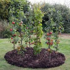 It is possible to overwinter fruit trees in many cool areas of the country. 460 Garden Ideas In 2021 Garden Outdoor Gardens Garden Inspiration