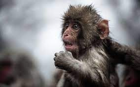 List Of Latest Pixar Background For Android Phone This Month Monkey Wallpaper Monkeys Funny Funny Monkey Pictures