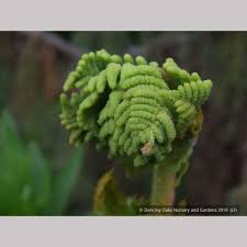 Image result for Osmunda regalis