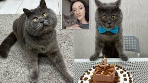 Adorable cross-eyed cat becomes viral sensation with 313,000 fans who fell  in love with his unique cartoon-like looks | Daily Mail Online