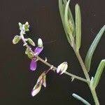 Image result for Polygala sphenoptera