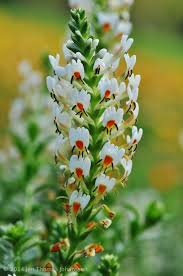 Image result for Hebenstretia dentata