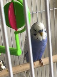 Pin By Karen Howard On Budgies Budgies Parrot Animals