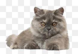 Farsca Kedi Yavru Kopek Populer Kedi Isimleri Hayvan Kedi Seffaf Png Goruntusu