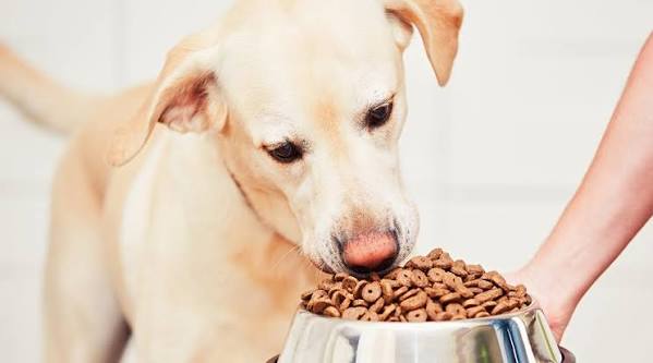 Is your dog eating too fast? Reasons & tips |AniForte Magazine