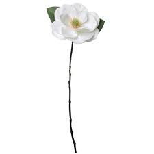 New york university (nyu) is one of the world's premier residential research and teaching institutions. Northlight 31 Artificial White Magnolia Christmas Stem Wayfair