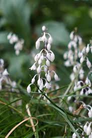 Image result for Ophiopogon