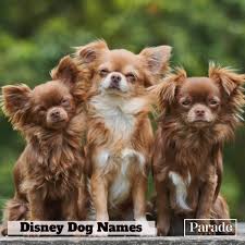 Some are lead characters, others are supporting cast members. 300 Disney Dog Names For Girl And Boy Dogs Disney Character Names For Pets