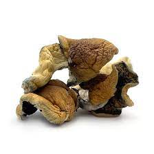 Buy Blue Legs Mushrooms Online In Canada - Pacific Shrooms