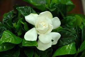 Flower Hd Widescreen Wallpapers Gardenia Wedding Flowers Plants Flowers