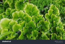 Image result for Adiantaceae