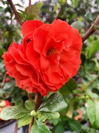 I normally see flowering quince and just think they are kinda ho hum. Double Take Scarlet Quince For Sale Online The Tree Center