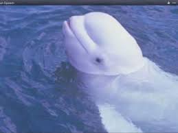 Beluga Whale Copies Human Speech