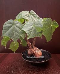 Image result for Firmiana