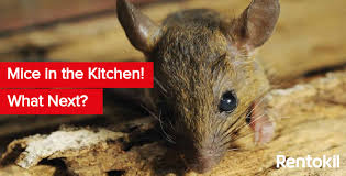 how to get rid of mice in the kitchen
