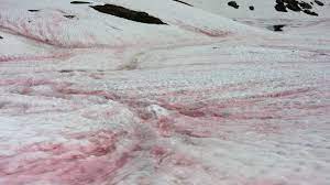 Es kündigt sich ein wintereinbruch an, der heftiger wird als der jahrhundertwinter 1978/79. Roter Schnee Im Februar 2021 Blutschnee Angekundigt So Entsteht Das Seltene Wetterphanomen News De