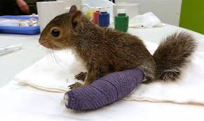 39 Animals In Tiny Casts That You Won T Be Able To See Without Saying Awww In 2020 Baby Squirrel Cute Little Animals Animals