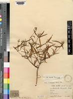 Image result for Pandiaka