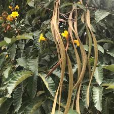 Image result for Markhamia lutea