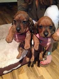 Choose state alabama arizona arkansas california colorado connecticut delaware georgia idaho illinois indiana iowa kentucky louisiana maryland. Dachshund Puppies For Sale Montgomery Al 141580