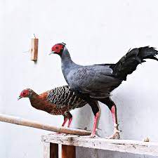 Telur ayam hias serama untuk di. Jual Ayam Hias Siamese Fireback Pheasant Ayam Pegar Siam Yang Cantik Dan Berkualitas Jual Ayam Hias Berkualitas