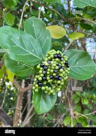 Image result for Premna velutina
