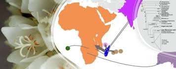 Image result for Hilsenbergia