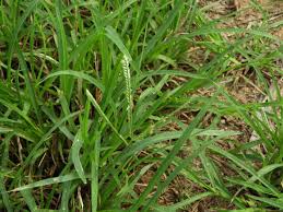 Image result for Eleusine africana