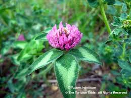 Maybe you would like to learn more about one of these? Browse And Search The Tortoise Table Plant Database