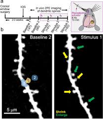 Dendritic Spines of Layer 5 Pyramidal Neurons of the Aging Somatosensory  Cortex Exhibit Reduced Volumetric Remodeling