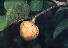 Image result for Annona senegalensis