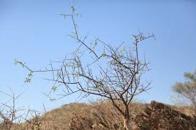 Image result for Euphorbia matabelensis