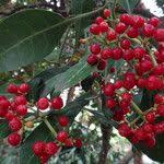 Image result for Psychotria capensis