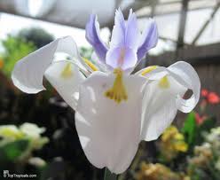 Image result for Dietes flavida