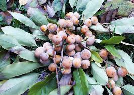 Image result for Diospyros mafiensis