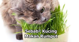 Kenapa Kucing Makan Rumput Ketahuinya Dato Sri Tuan Ibrahim Bin Tuan Man Facebook