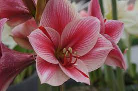 Royal Colors Quote Of The Day Life Is Like A Roller Coaster Live It Be Happy Enjoy Life Amaryllis Amaryllis Flowers Royal Colors