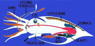 Giant Australian Cuttlefish Cuttlefish Sepia Animal Paintings