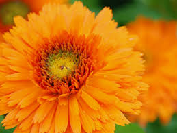 Check spelling or type a new query. Sympathy Flowers A Guide To Sending Condolence Flowers Funeral Guide
