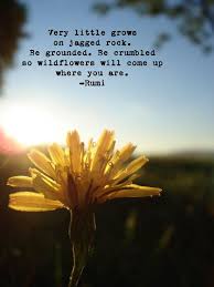 Dandelion Photograph With Rumi Quote By Fiercegreen On Etsy Rumi Quotes Rumi Cool Words