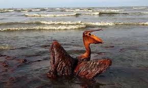 Bp Sues Halliburton For Deepwater Horizon Oil Spill Clean Up Costs Oil Spill Deepwater Horizon Oil Spill Deepwater Horizon
