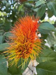 Image result for Combretaceae