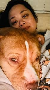 Lab mix needs new home in Bay City, MI