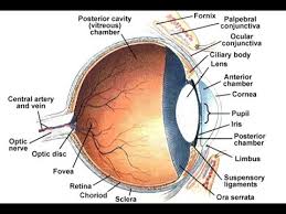 Maybe you would like to learn more about one of these? Anatomi Panca Indra Mata Dan Telinga Youtube