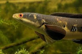 Cara Merawat Ikan Maru Emperor Snakehead Atau Channa Marulioides Gerava Ikan Hias Burung Kicau Kucing Anjing Kucing Anjing Anjing Betta