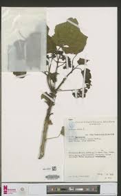 Image result for Elytrophorus globularis