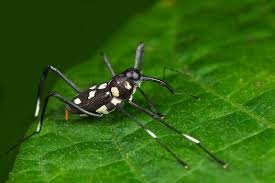 Image result for Dichaetanthera