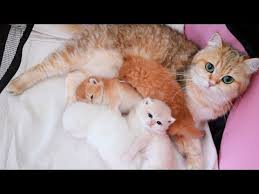 In Questo Tenero E Dolce Video E Possibile Vedere Come Dei Gattini Imparano A Camminare E Come Trascorrono Il Loro Tempo Ins In 2020 Kitten Meowing Kittens Tiny Kitten