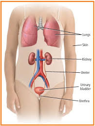 Biology Page Soal Ekskresi