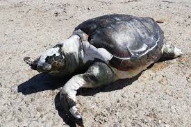 Les tortues sont des animaux solitaires et doivent généralement être hébergées seules. Ajaccio Une Tortue Retrouvee Morte Au Large Des Sanguinaires